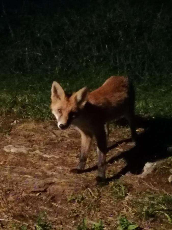 Tilia Cottage Banjska Stena Mitrovac Zewnętrze zdjęcie
