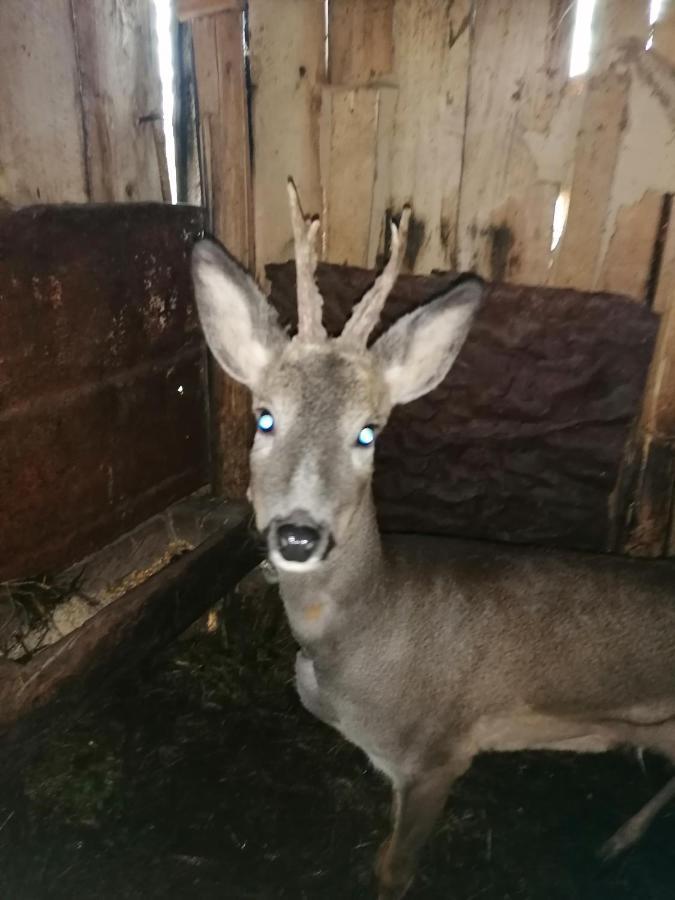 Tilia Cottage Banjska Stena Mitrovac Zewnętrze zdjęcie